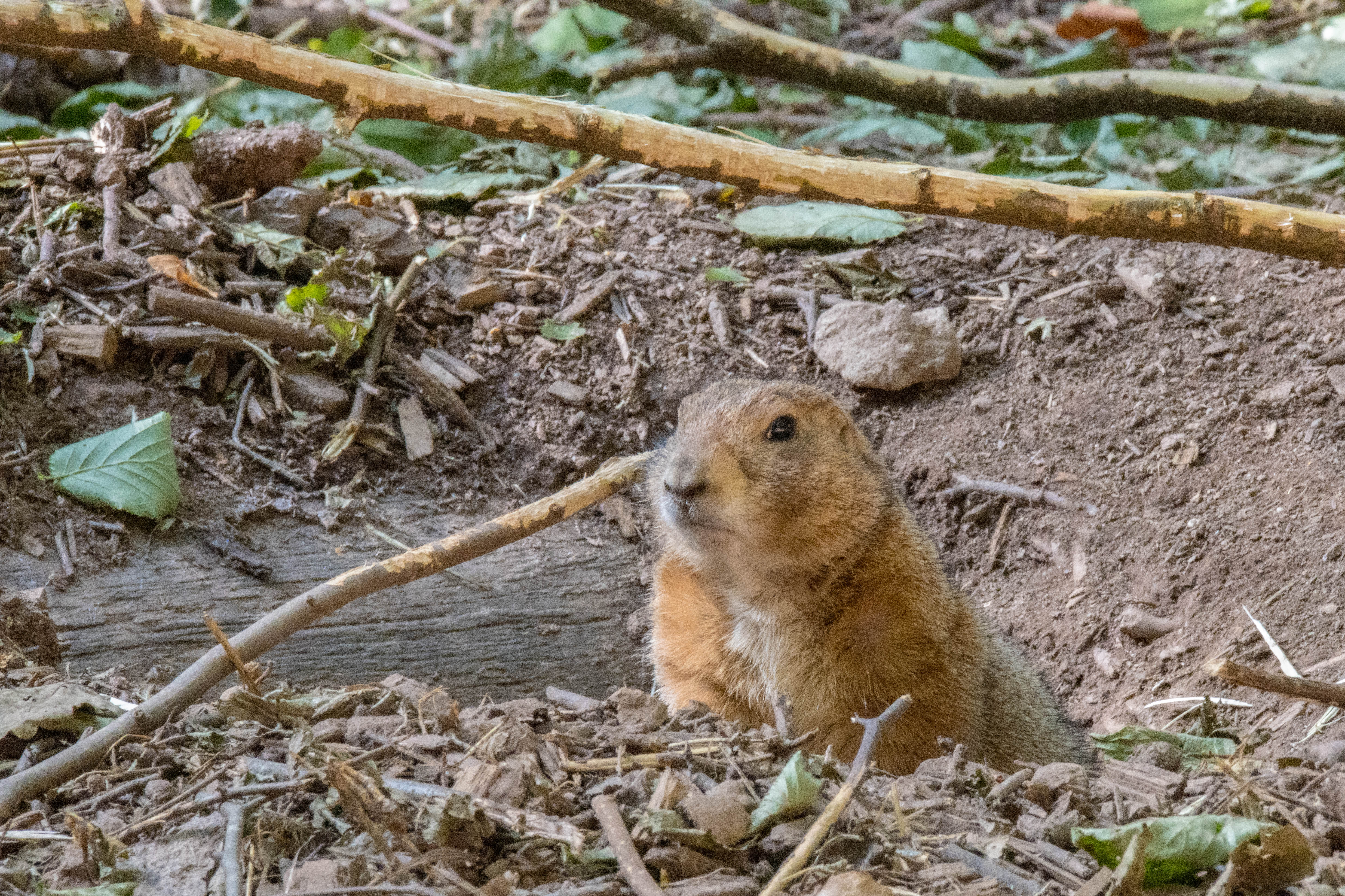 Chien de prairie-IMG_0551.jpg